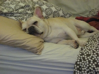 Mr. Pickles