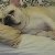 Mr. Pickles