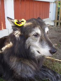 Lola (Svartskenens Divine Diamond)