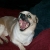 Molly!!