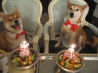 the shiba brothas, CGC