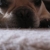 Louie
