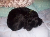 sleepy puppy...aww