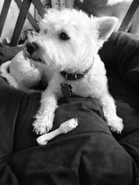 Tiny Ted