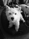 Poppy