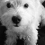 Poppy