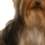 zenathewarriordpg,dogramps,dogsteps,dogstairs