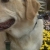 Harley the Wonderdog