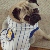 Simon The Pug