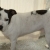 Tyson (R.I.P. my angel....<3)