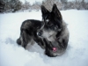 Snow Nose