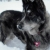 Snow Nose