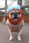 Emmitt in his new hat and pug sweater.

http://pugnotes.blogspot.com/2009/11/emmitts-new-hat.html

november 2009