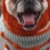 Emmitt in his new hat and pug sweater.

http://pugnotes.blogspot.com/2009/11/emmitts-new-hat.html

november 2009