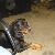 Aries patiently waiting for the boys ..