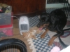 Oh boy...Mind you dog and cat playing is a lot easier on the house than two dogs!!