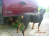 Aries is always on gaurd for some reason..Children running around and he watches..Good boy..