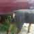Aries is always on gaurd for some reason..Children running around and he watches..Good boy..