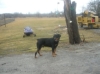 Aries out there trying to get Fritz to follow him...