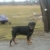 Aries out there trying to get Fritz to follow him...