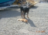 This is a month later and second time allowed out..Fritz that is.