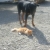 This is a month later and second time allowed out..Fritz that is.