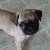 Bugs Puggy