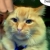 Mr. Kitty
