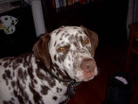Dimaggio