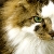 Jack (The Ex-Cat)