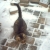 Pounce Belliveau