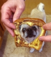 Emmitt loves French Toast ~ 12/09