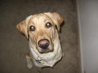 Cooper