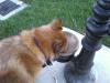 Doggie Drinking Fountain