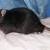 Splinter Levens