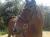 Omar