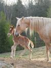 Holly's foal