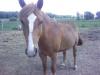CHASE aka DEVIL PONY