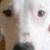 Shantie