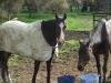 poo and bertie(dec)