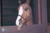 Bailey and his tongue =P