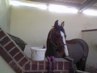 Regal George! (RG)