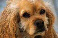Bailey