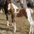 Cherokee Rebel Romeo