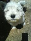 Martini's First day at home