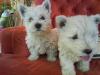 Martini and his sister Martina