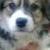 Buddy