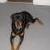 Brandy