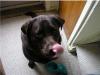 lick lick