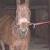 Roan Jack Jazz (Lakotah)